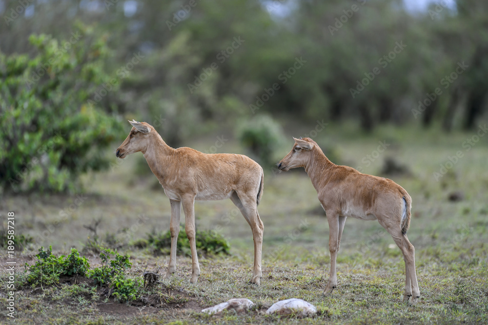 Obraz premium Topiantelope