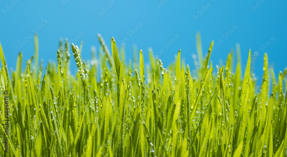 Obraz premium green grass after rain 