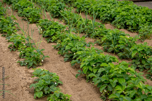 Strawberry field