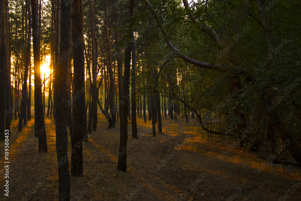 Obraz premium sunset in the forest