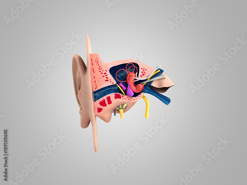 Human ear structure medical educational science 3d rendrer illustration Ear anatomy photo