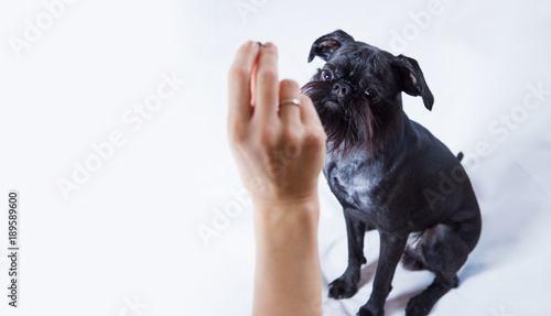 Foto Black Dog. The Belgian Griffon