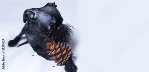 Canvas Print Black Dog. The Belgian Griffon