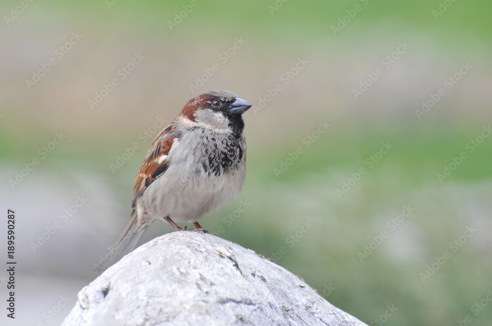 House sparrow on a rock. Sparrows are accustomed to the urban environment
House sparrow on a rock. Sparrows are accustomed to the urban environment
