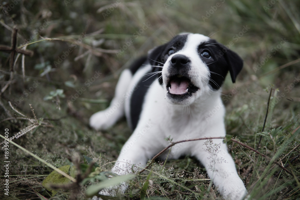 Puppy playing and looking something,Puppy with happy face.Dog playing in the filed.Funny and Happy animal.