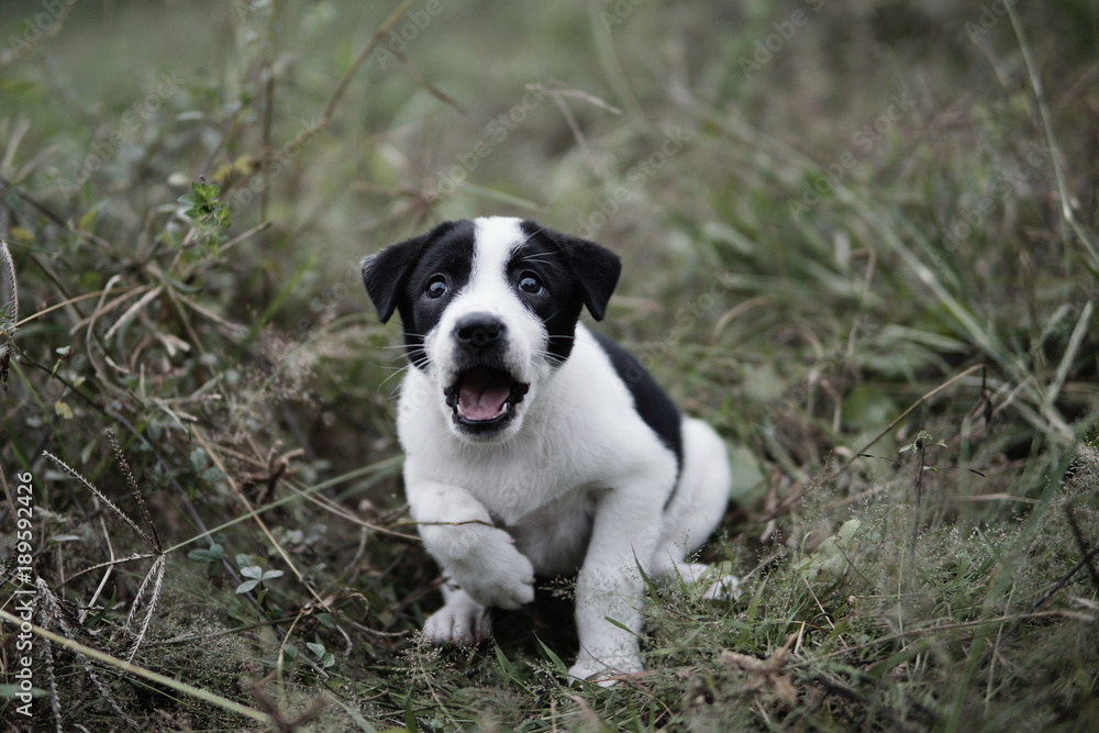 Puppy playing and looking something,Puppy with happy face.Dog playing in the filed.Funny and Happy animal.