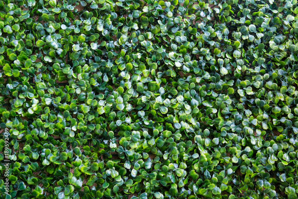 Background of many green small leaves is evenly distributed throughout the frame Background of many green small leaves is evenly distributed throughout the frame