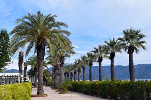  The road to the palm trees in the resort town of Marmaris. Turkey
