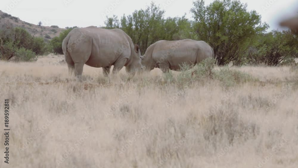 White rhino mother and her rhino calf graze in the African bush. White rhino mother and her rhino calf graze in the African bush.