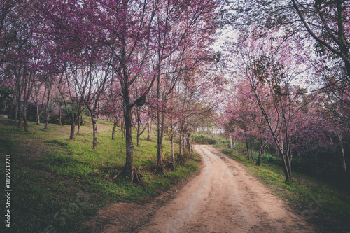 The country road in Sakura forest.