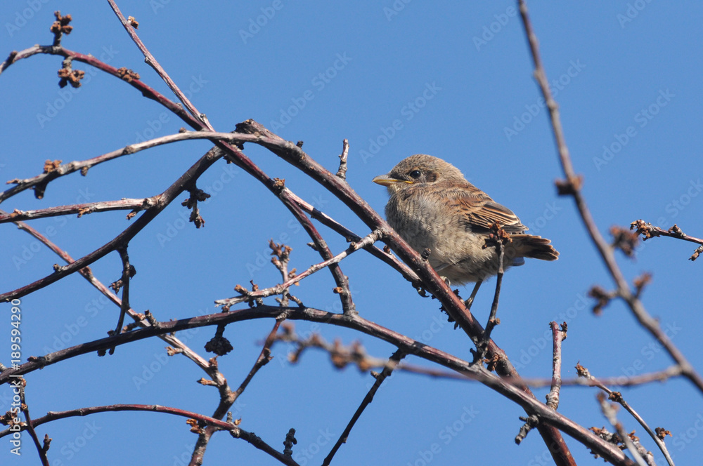 Obraz premium Red-backed shrike (Lanius Collurio) cub in the bush