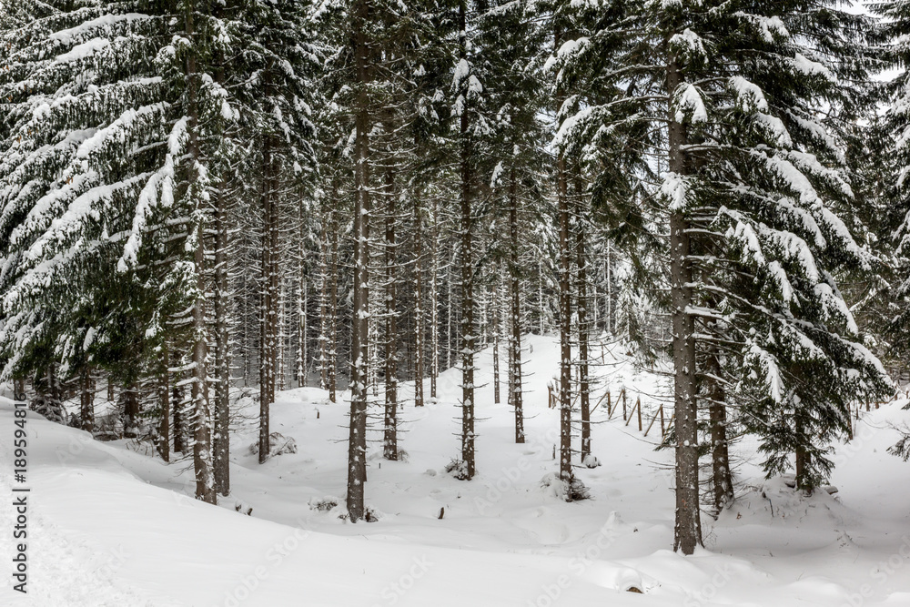 Trail through the winter forest in Karkonosze mountain, Sudety, Poland Trail through the winter forest in Karkonosze mountain, Sudety, Poland