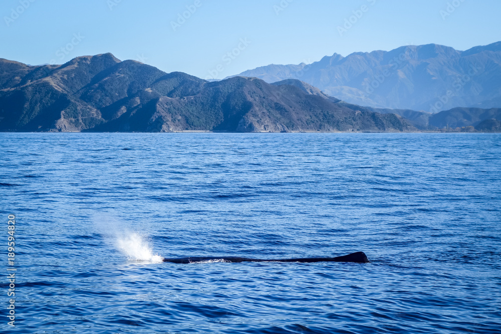 Fototapeta premium Whale in Kaikoura bay, New Zealand