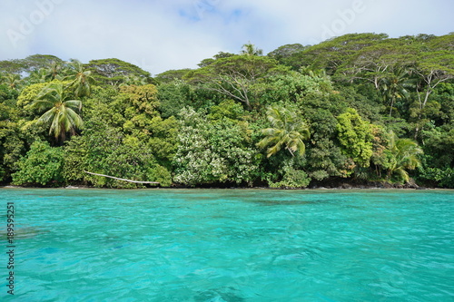 Green coastline with turquoise water of a tropical shore, Huahine island, Pacific ocean, French Polynesia