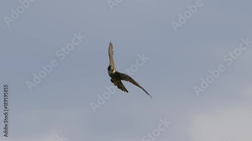 Slow motion shot of a Peregrine Falcon.