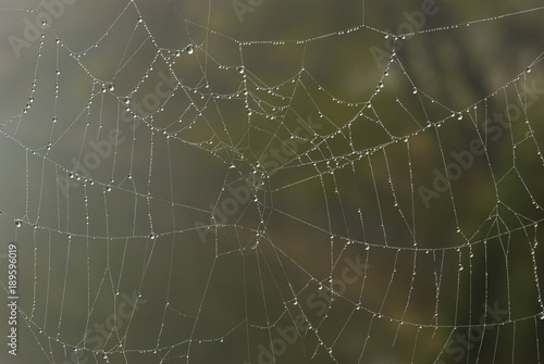 Wet spider web/Close up image of a spider web with water drops hanging in creating an abstract network on a rainy day.