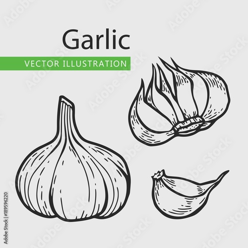 garlic illusrtation set photo