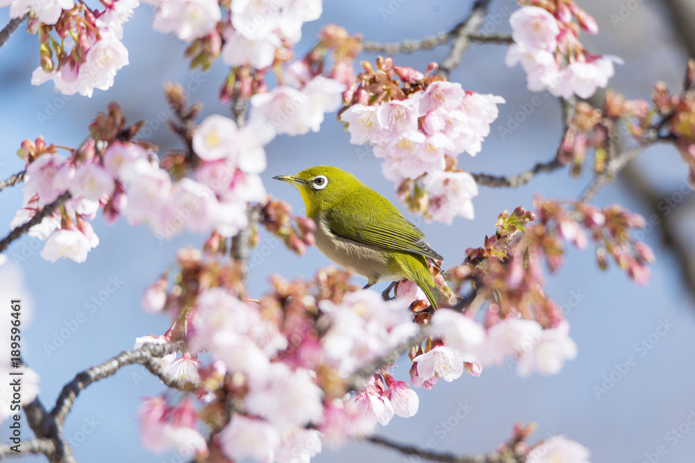 Japanese white eye and early blossoming sakura tree against the blue sky in winter.
Japanese white eye and early blossoming sakura tree against the blue sky in winter.
