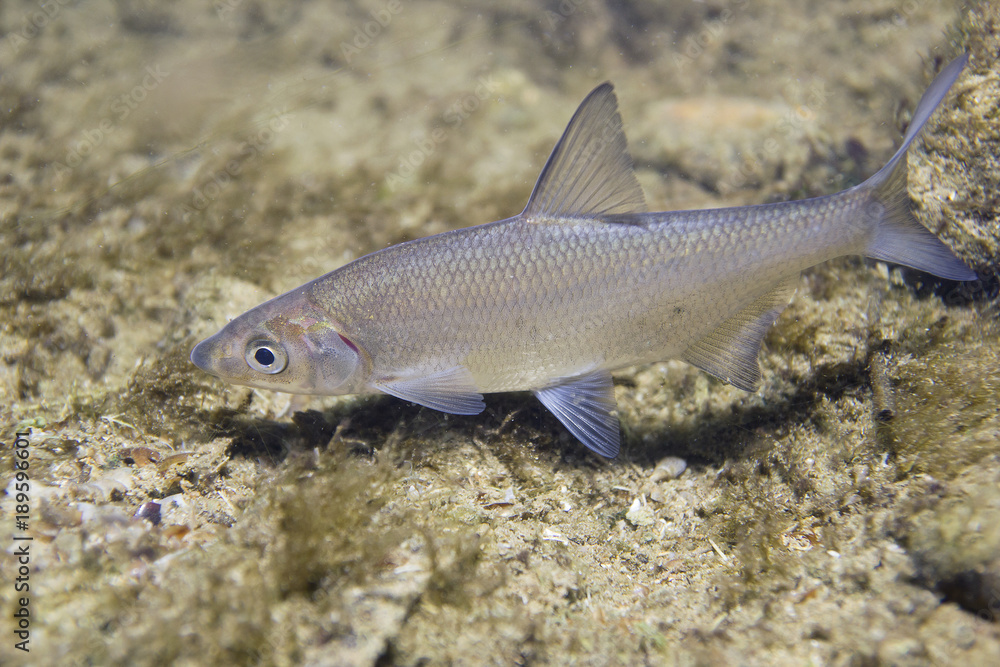 Fototapeta premium Vimba (Vimba vimba) Underwater close up photography of a nice fish. Freshwater fish in the clean river and stone bacground. Wildlife animal. River habitat. Live in the creek.