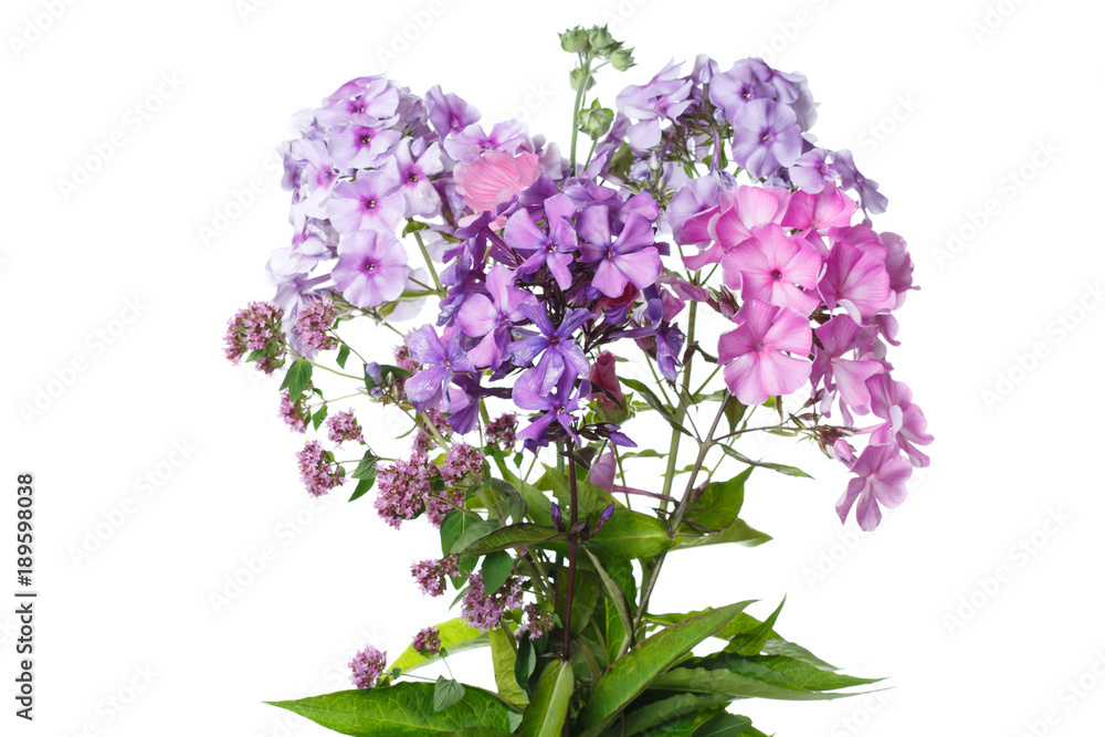 Bouquet of phlox isolated on white background.