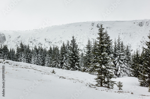 Trail through the winter forest in Karkonosze mountain, Sudety, Poland