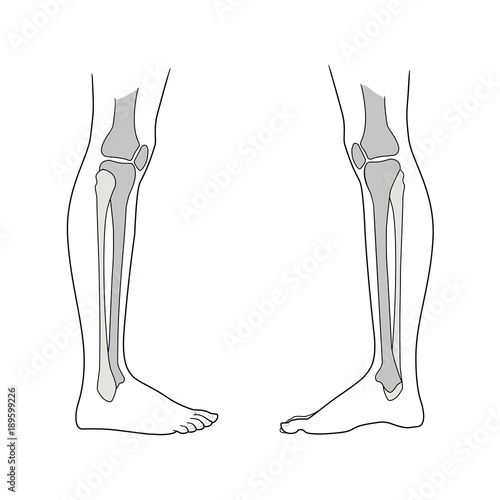 Lower limb of the person including the knee. Type of view and view from the inside. Large and small tibia, meniscus. Vector. Isolated on white background