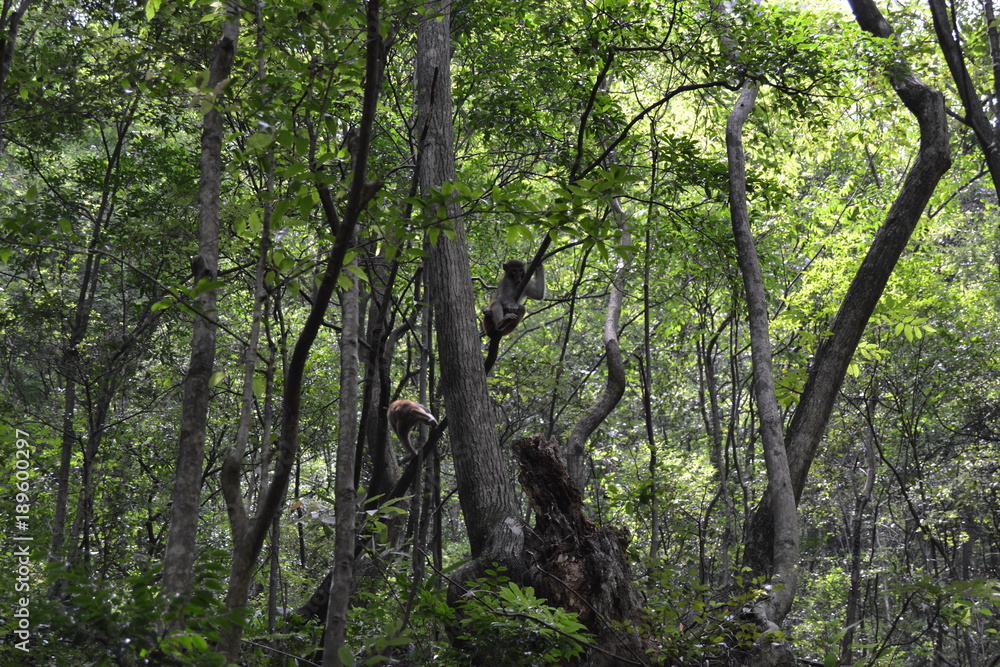 Obraz premium Tree climbing, macaque