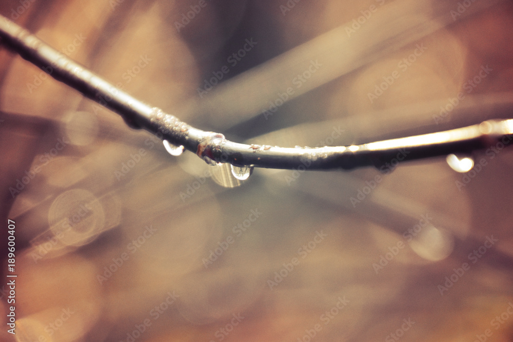 autumn branches of a tree dressed in leaves and raindrops shining in the sun autumn branches of a tree dressed in leaves and raindrops shining in the sun