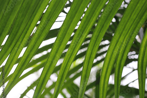 palm leaves