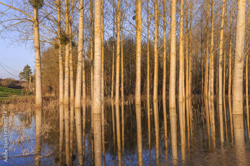 countryside landscape representing flooded trees under rising waters