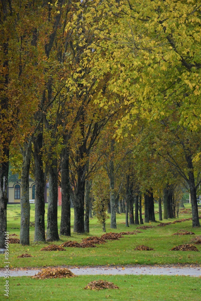 Fototapeta premium Autumn Colors Trees Palic Subotica Serbia