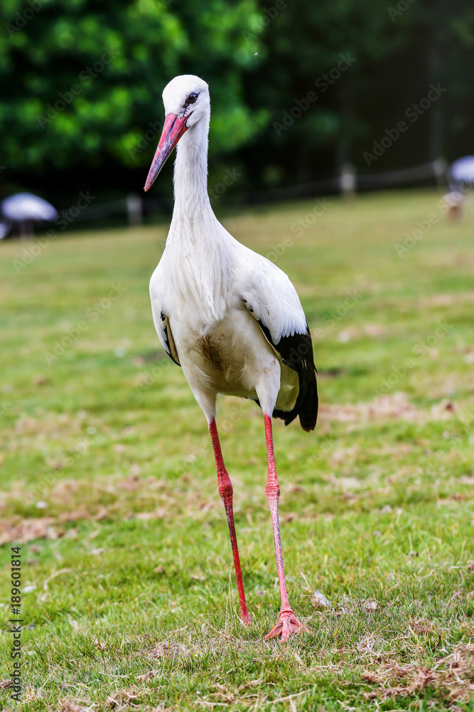 Fototapeta premium Close up on black and white stork
