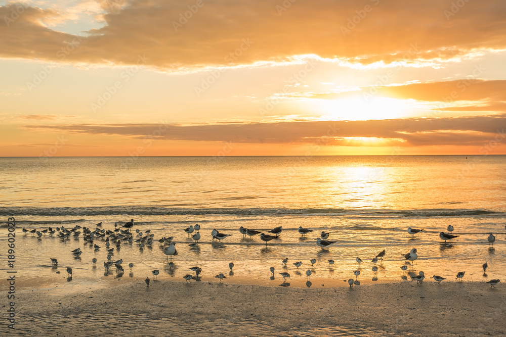 Sunset on the Atlantic Ocean. Many different birds standing in the water, a reflection of the setting sun in the water. Beautiful evening sea landscape.
