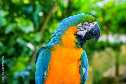 Blue-and-yellow macaw (Ara ararauna), Macaw parrot