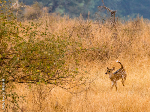Cheetal deer fawn in Ranthambore National Park, Rajasthan