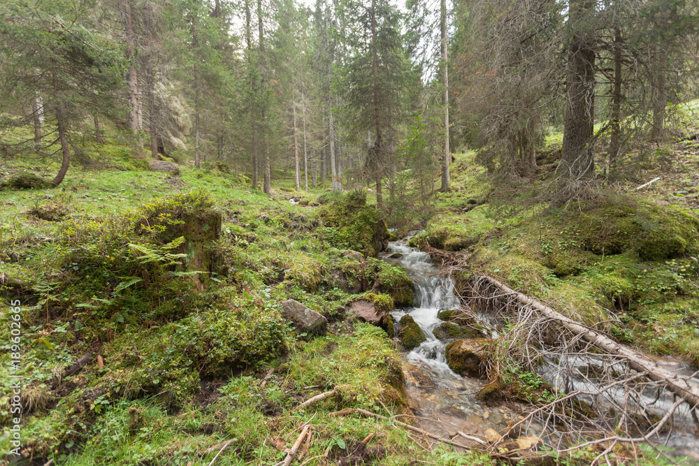 A stream flows in the forest, Italian Alps A stream flows in the forest, Italian Alps