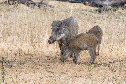 family of wild boar in Ranthambore National Park, Rajasthan © schame87