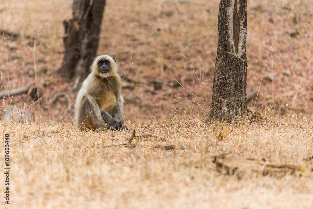 Obraz premium hanuman langur on the forest ground, Ranthambore National Park, Rajasthan