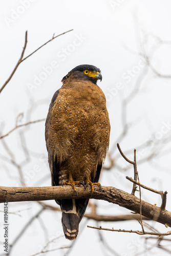 hawk on a branch in Ranthambore National Park, Rajasthan