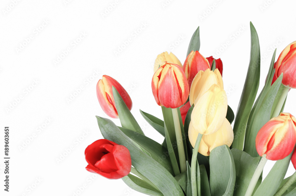 Fototapeta premium Bunch of Tulips in Red, Cream and Yellow