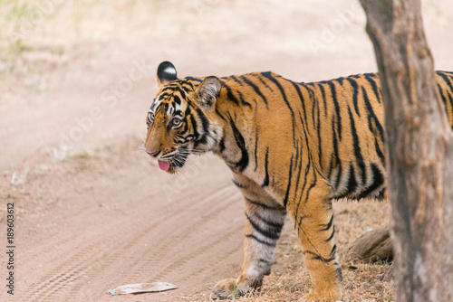cute young Bengaltiger in Ranthambore National Park, Rajasthan