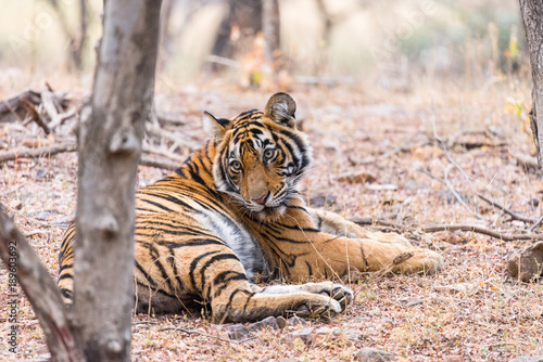 cute young Bengaltiger looking back in Ranthambore National Park, Rajasthan