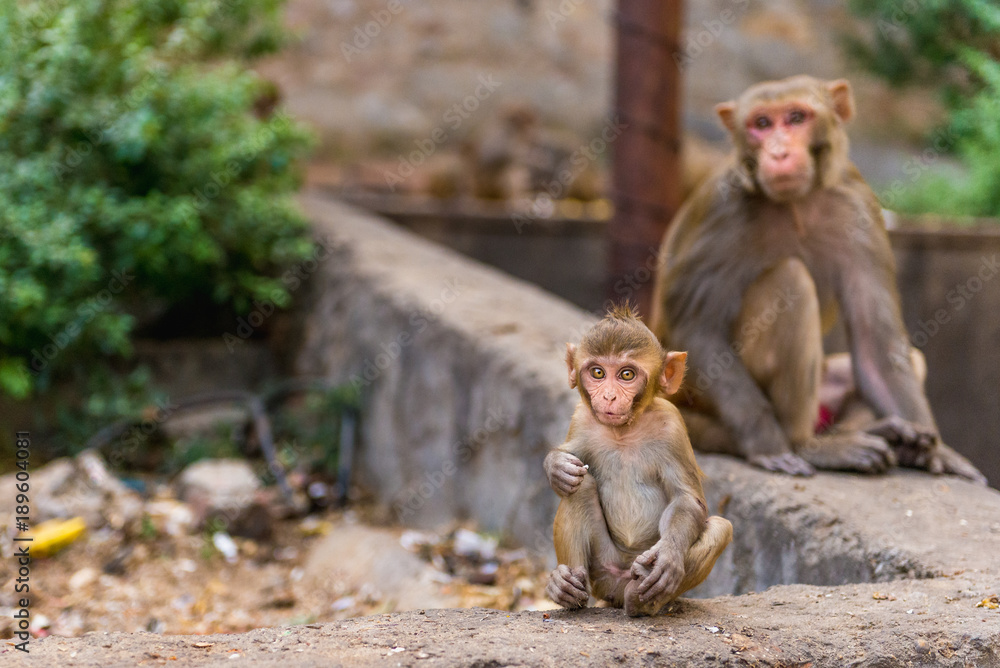 Rhesus macaque Mother with Baby at Galta Ji Hanuman Temple in Jaipur, Rajasthan