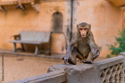 Rhesus macaque at Galta Ji Hanuman Temple in Jaipur, Rajasthan © schame87
