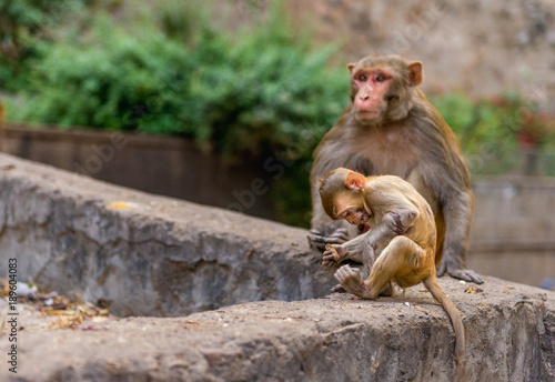 Rhesus macaque Mother with Baby at Galta Ji Hanuman Temple in Jaipur  Rajasthan