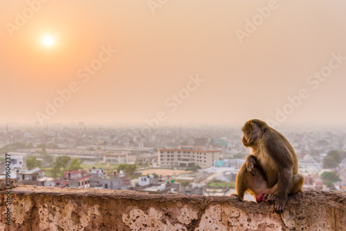 Rhesus macaque on wall high above Jaipur, Rajasthan © schame87
