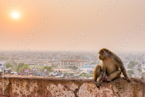 Rhesus macaque on wall high above Jaipur, Rajasthan © schame87