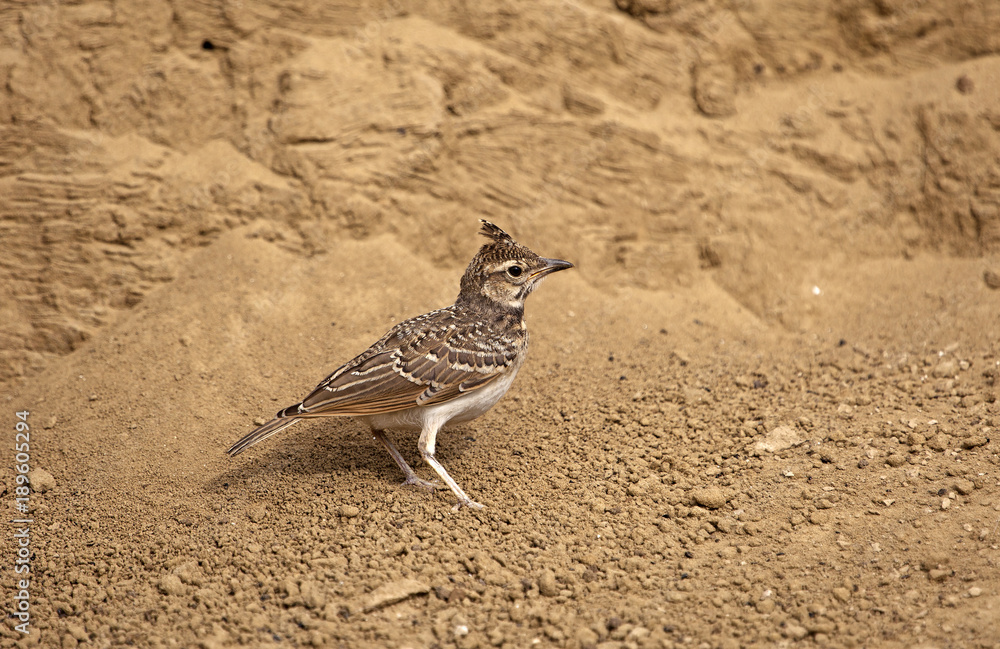 lark lark