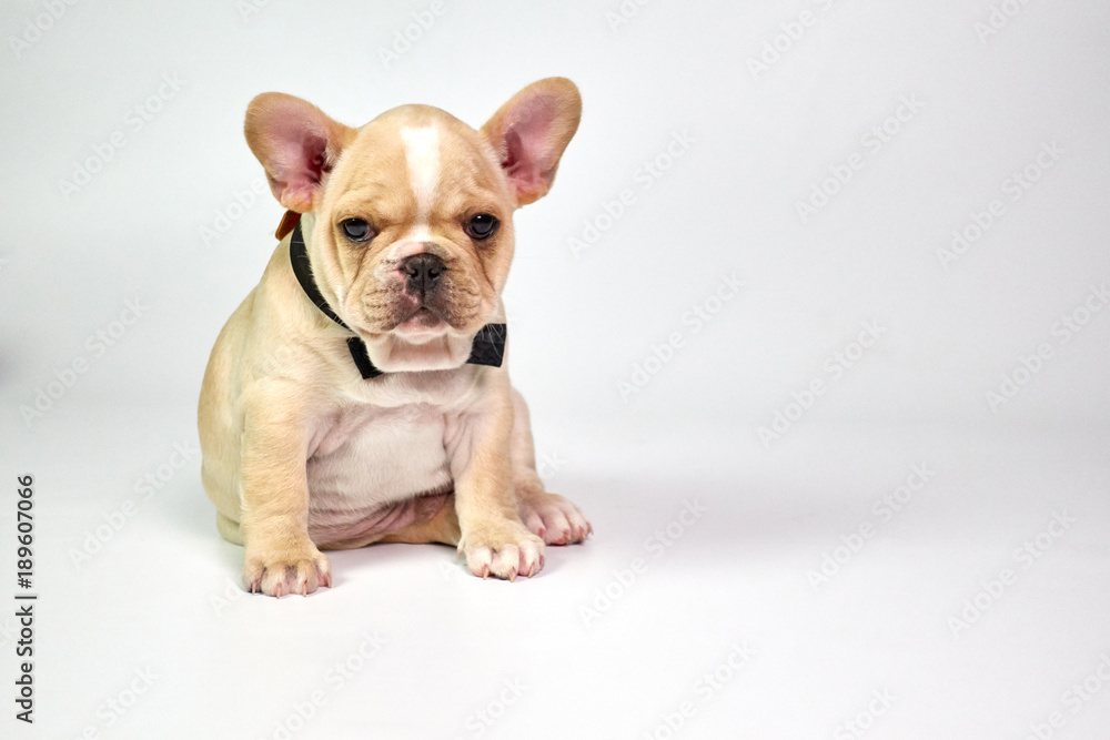 Portrait French Bulldog puppies wear black necktie on white background.