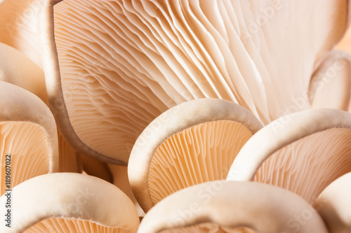 Oyster mushrooms, close up, selective focus.
